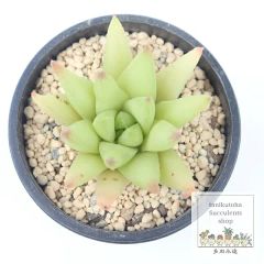 ハオルチア 月の恋人 変異型エメラルドLED錦 葉挿し苗 - メルカリ