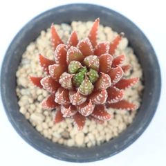 多肉植物 センペルビウム ダイアン Sempervivum Diane 寄せ植え 園芸