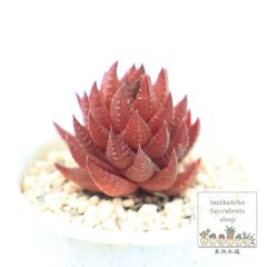 多肉植物 センペルビウム ダイアン Sempervivum Diane 寄せ植え 園芸