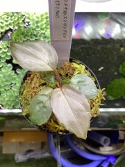 Homalomena sp. Sapphire Velvet KN便 ナロー - メルカリ