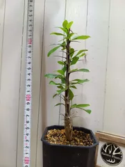B016【発根済】希少種！荒野の灌木 フォークイエリア マクドガリー　実生のサムネイル