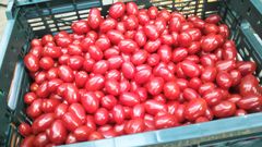 ミニトマト「シュガープラム」3kg 常温便 北海道産 - メルカリ