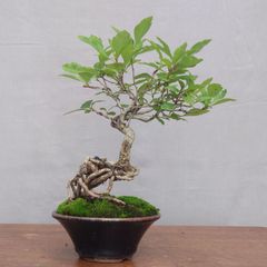 激レア！最高級 ガジュマル 盆栽 石抱き 奄美大島産② - メルカリ