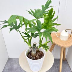 オリーブ ルッカ 66【現品】観葉植物 創樹 SOUJU 大型 - メルカリ