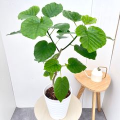 オリーブ ルッカ 66【現品】観葉植物 創樹 SOUJU 大型 - メルカリ