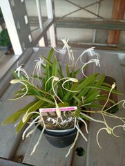 富貴蘭 鶯宿梅 1条 (葉は、10枚程度、花は付いてません でも、開花