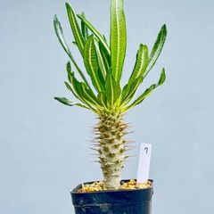 さらに20%サマーセール パキポディウム アンボンゲンセ 種子 20粒 自家
