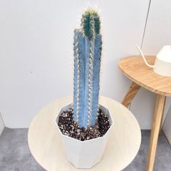 ユッカ ロストラータ ランチョンブルー 1【現品】観葉植物 ドライ