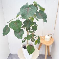 オリーブ ルッカ 66【現品】観葉植物 創樹 SOUJU 大型 - メルカリ