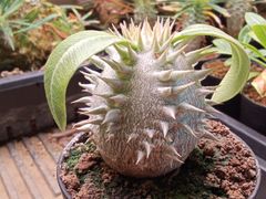 希少品種パキポディウムアンボンゲンセ良型中株、鉢のまま発送プランツ
