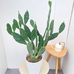 オリーブ ルッカ 66【現品】観葉植物 創樹 SOUJU 大型 - メルカリ
