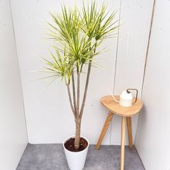 現品 ドラセナ コンシンネ ホワイボリー 6番 観葉植物 インテリア