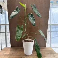 フィロデンドロン パライソヴェルデ 現品 Philodendron paraiso verdes フィロデンドロン パライソベルデ 斑入り 斑入  観葉植物 観葉 植物 珍奇植物 珍奇 珍しい レア 希少のサムネイル