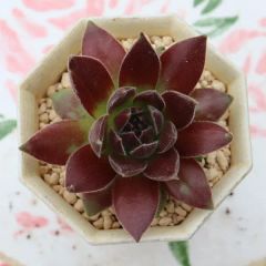 ミニクーパーの寄せ植え yo52 サボテン たにく 多肉植物 寄せ植え 新築