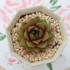 ミニクーパーの寄せ植え yo52 サボテン たにく 多肉植物 寄せ植え 新築