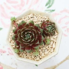 多肉植物の寄せ植え♡男前ミニクーパー♡そのまま飾れる ミニクーパーの寄せ植え yo52 サボテン たにく 多肉植物 寄せ植え 新築