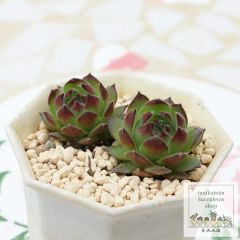 ミニクーパーの寄せ植え yo52 サボテン たにく 多肉植物 寄せ植え 新築