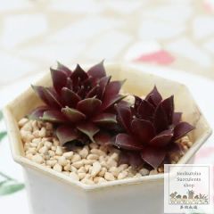 ミニクーパーの寄せ植え yo52 サボテン たにく 多肉植物 寄せ植え 新築