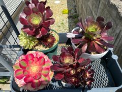多肉植物。アエオニウム Voodoo紅魔女法師七彩錦抜き苗 - メルカリ
