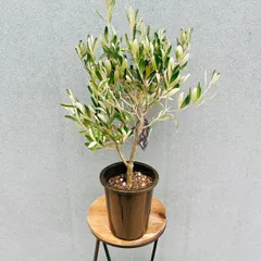 ［現品］♡かわいい♡ 5番　創樹　オリーブ　チプレッシーノ　4号　観葉植物　屋外 オリーブの木　ベランダ　人気のサムネイル
