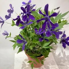 クレマチス・アフロディーテエレガフミナ　5号鉢 花、花芽付きのサムネイル