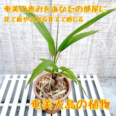 2026年最新】サトウキビの苗の人気アイテム - メルカリ