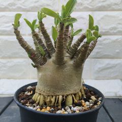 アデニウム アラビカムドワーフ 【極太】タコ足状5号鉢 塊根植物