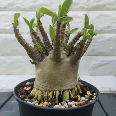 o48 アデニウム タコ足 根上り ドワーフ　コーデックス アラビクム アラビカム 塊根植物 観葉植物のサムネイル