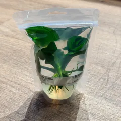 エキノドルス・オパクス タイプA（現物発送）ADA みずくさの森 - メルカリ
