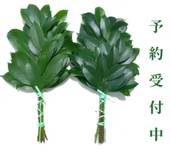 【天然無農薬】本榊35ｃｍ×2束のサムネイル
