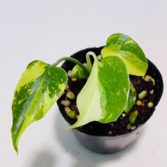 YM304 Monstera Lemon Lime モンステラ レモンライム - メルカリ