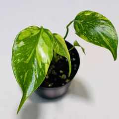 美株】モンステラ デビルモンスター 極上斑入り レア 中株 X8 - メルカリ
