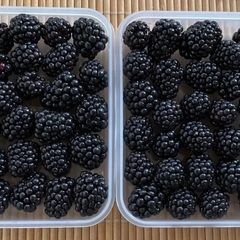 無農薬ブラックベリー1kg 新潟産 7月22日以降発送 - メルカリ