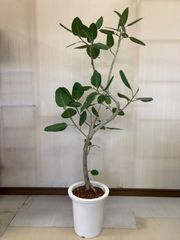 フィカス・ベンガレンシス 140cm 8号 S-shaped tree form - メルカリ