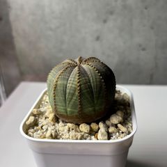 ユーフォルビア オベサ メス株 オールドオベサ - メルカリ