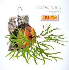 胞子 販売 【ridleyi Nano リドレイ ナノ】 胞子培養 ビカクシダ