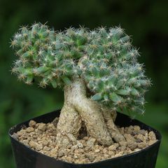 Euphorbia inermis 九頭竜 木質化大株 - メルカリ