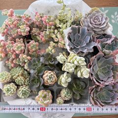 ❤️多肉植物そのまま飾れる寄せ植え❤️リメイク鉢6個セット❤️お得