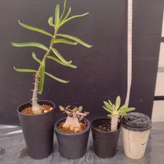 E017 「イベント品」3株セット　E.アンボボンベンシス実生など　塊根+多肉植物セット【内容は写真を要確認・発根未確認・塊根植物・サボテン】のサムネイル