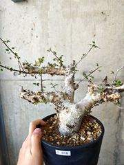 コミフォラ sp pv2597 commiphora pv 2597 - メルカリ