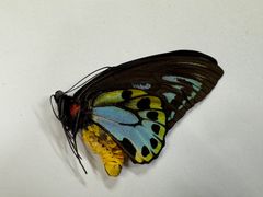 蝶の標本☆マライタ島産ビクトリアトリバネアゲハ♂ - メルカリ