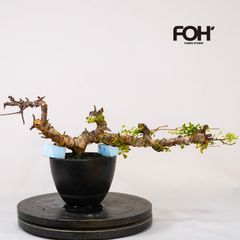 コミフォラ sp pv2597 commiphora pv 2597 - メルカリ