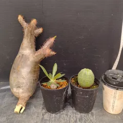 E090 「イベント品」3株セット　P.グラキリス抜き苗　など　塊根+多肉植物セット【内容は写真を要確認・発根未確認・塊根植物・サボテン】のサムネイル