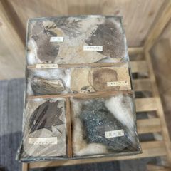 歴史遺産】縄文・弥生時代 土器片 石器 矢尻 多数セット 額装品