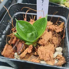 o36 サンスベリア カプチーノ Sansevieria アンヤマニーガーデン 群生のサムネイル