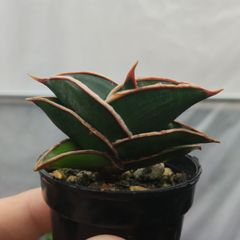 ドルステニア 綴化a モンストローサ フォエチダ クリスタータ 希少