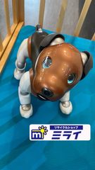 aibo / アイボ】【SONY】【2019年限定カラーモデルチョコ エディション