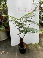 ど*ど様 極上 エバーフレッシュ 斑入り 観葉植物 ネムノキ ネムの木