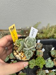 レア E.uhlii エケベリア ウーリー 1点のみ レア E.uhlii エケベリア ウーリー - メルカリ