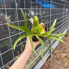 獅子系 万年青 覆輪獅子 獅子万年青 古株大株 陶器蘭鉢 斑入り